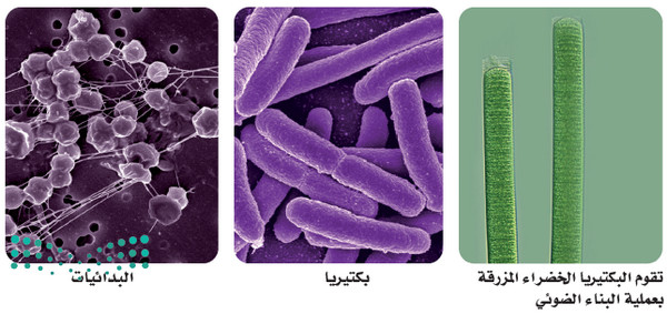 تنوع بدائية النوى Diversity of Prokaryotes