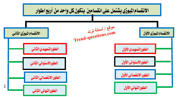 الانقسام الميوزي
