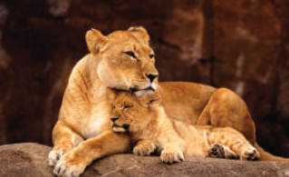 الوظائف الحيوية السبعة عند الحيوانات