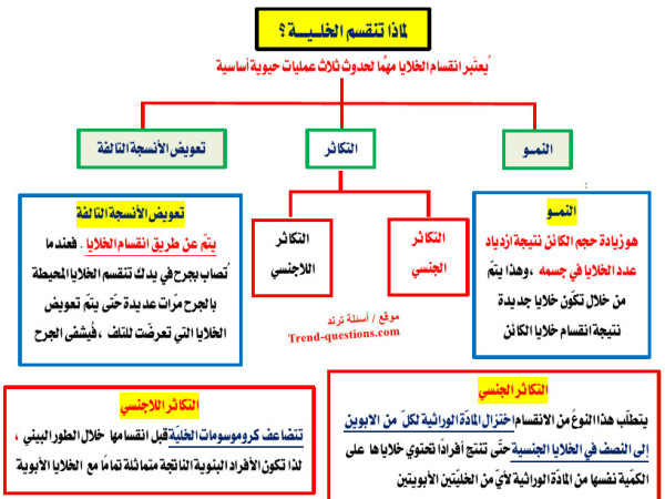 لماذا تنقسم الخلية؟