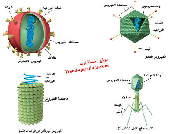 تركيب الفيروس Virus structure