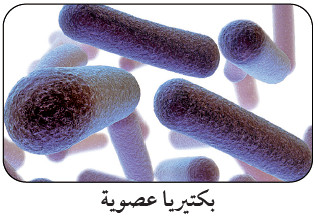 التعرف على بدائيات النوى Identifying Prokaryotes