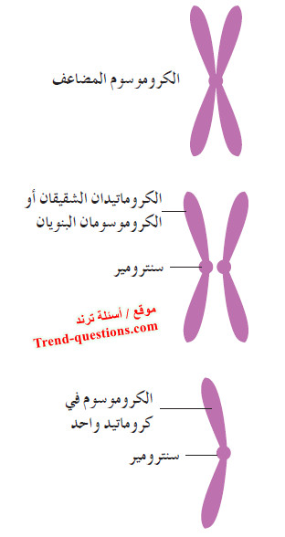 كيف تنقسم الخلية؟