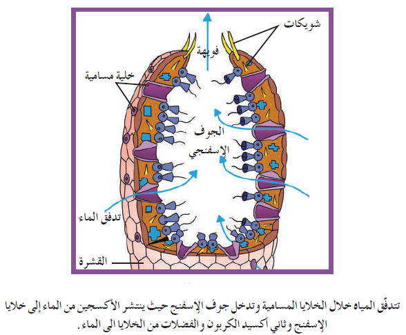 الوظائف الحيوية عند الإسفنجيات
