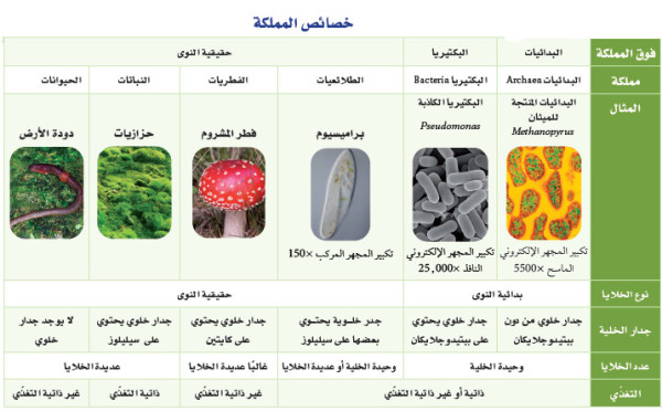 خصائص فوق مملكة الحقيقية النواة.