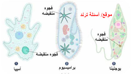 أنواع التكيفات البيولوجية للكائنات الحية في البيئة المائية