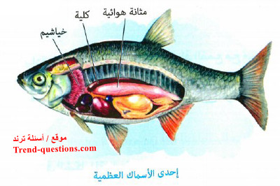 تعريف التكيفات الفسيولوجية عند الكائنات الحية في البيئة المائية