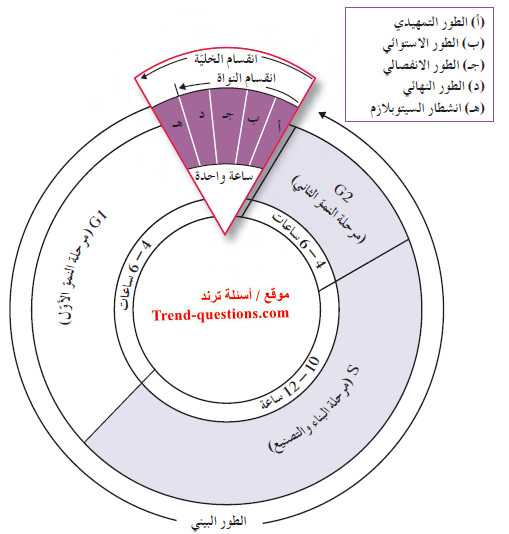 كيف تنقسم الخلية؟