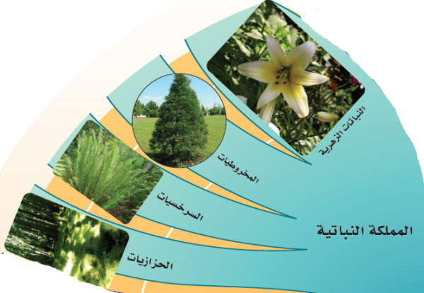 خصائص المملكة النباتية - خصائص المملكة الحيوانية