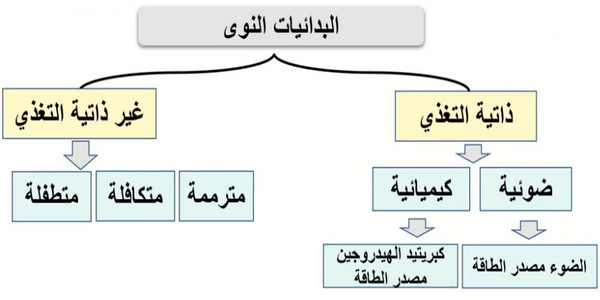 التغذية في بدائيات النوى