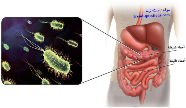 فوائد البكتيريا على الأنسان