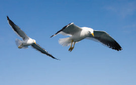 الوظائف الحيوية السبعة عند الحيوانات