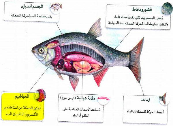 الخياشيم