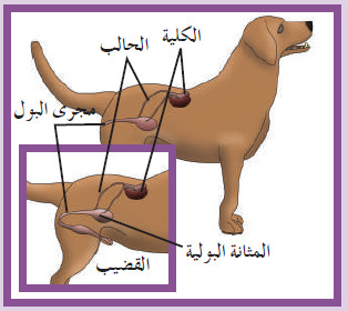 الوظائف الحيوية السبعة عند الحيوانات
