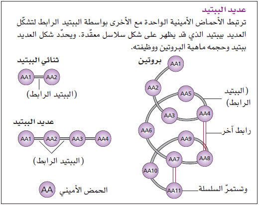 لماذا يحتاج الجسم إلى البروتينات؟