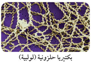 التعرف على بدائيات النوى Identifying Prokaryotes