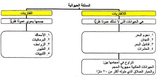خصائص الحيوان