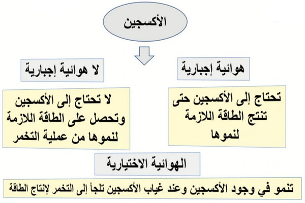 عمليات الأيض في بدائيات النوي