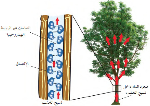 المركبات غير العضوية التى تتكون منها أجسام الكائنات الحية