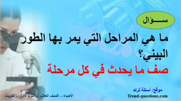الطور البيني