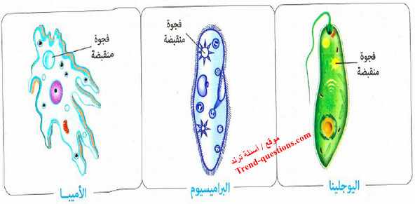 علل: لخاصيتي الأسموزية والانتشار دور مهم في بقاء الكائنات وحيدة الخلية في الأنهار؟