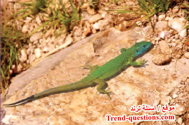 النمو وإصلاح الأنسجة المتهالكة فى الكائنات الحية