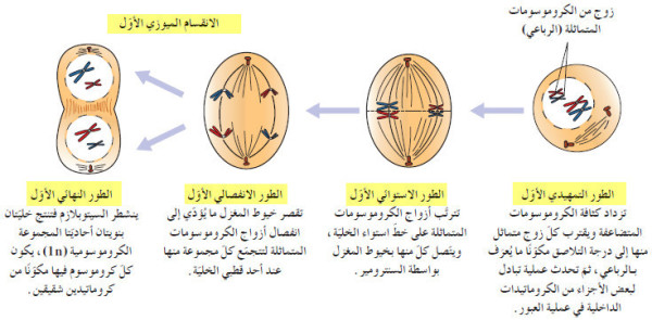 مراحل الانقسام الميوزي الأول