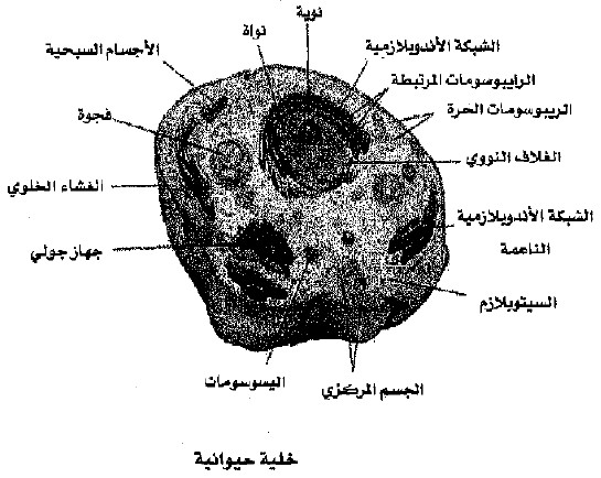 ما هو السيتوبلازم؟