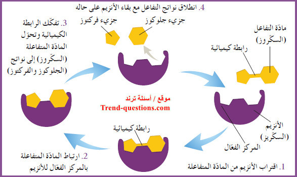 آلية عمل الأنزيمات