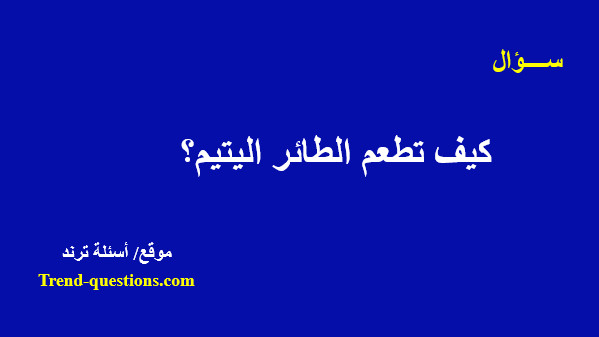 كيف تطعم الطائر اليتيم؟