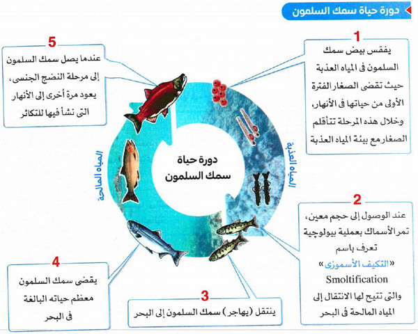 لماذا تعتمد التغيرات السلوكية على التغيرات الفسيولوجية في سمك السلمون؟