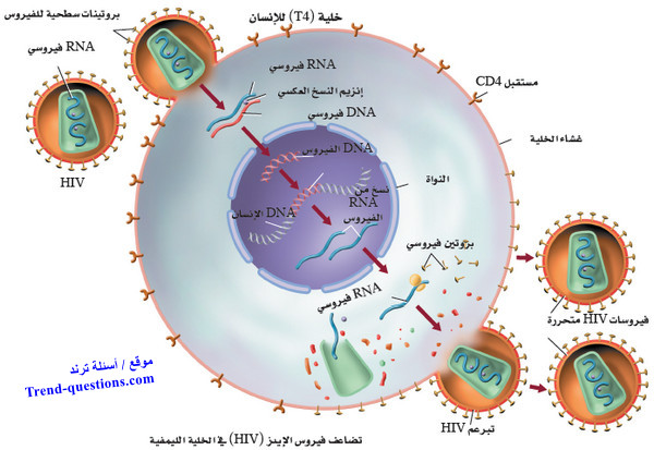 الفيروسات الارتجاعية Retroviruses