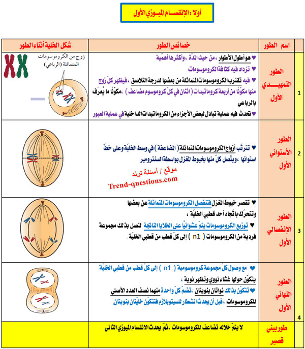 مراحل الانقسام الميوزي الأول