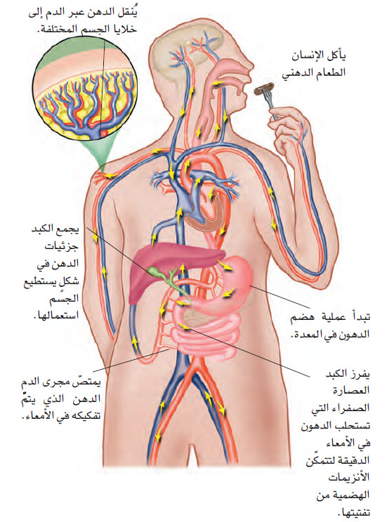 كيف يساعمل الجسم الدهون؟