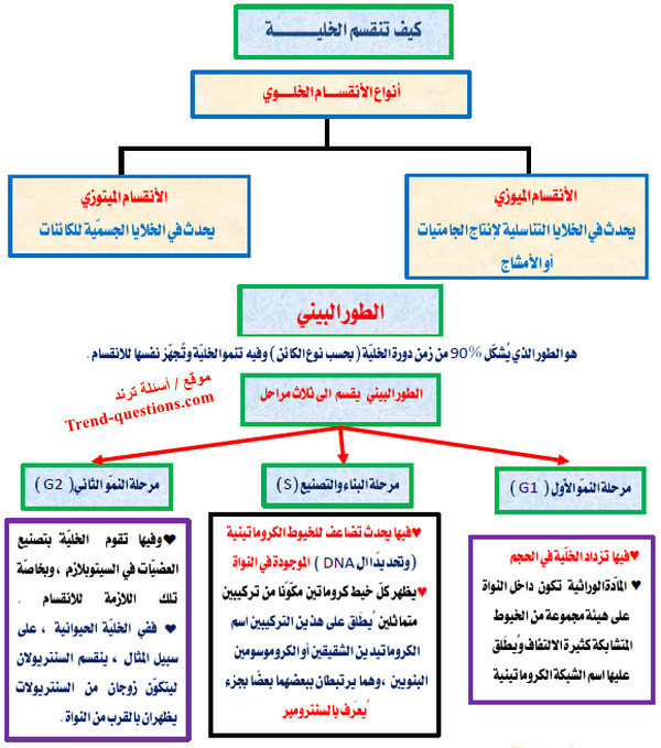 كيف تنقسم الخلية؟
