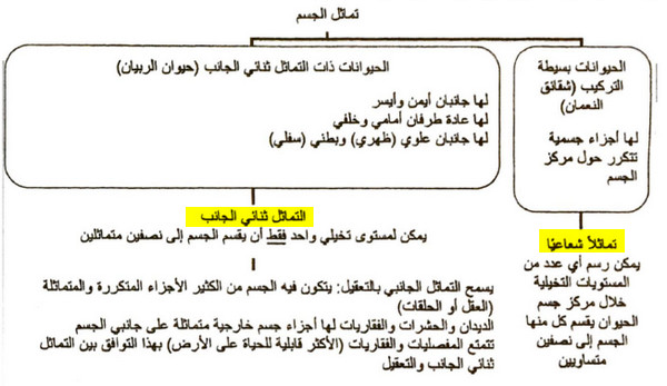 كيف يختلف التماثل الشعاعي عن التماثل ثنائي الجانب؟