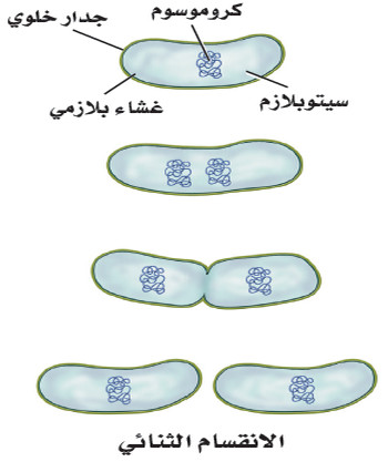 التكاثر في بدائيات النوى