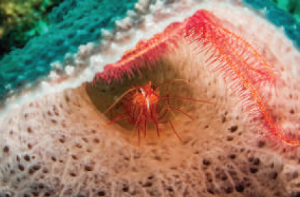 بيئة الإسفنجيات