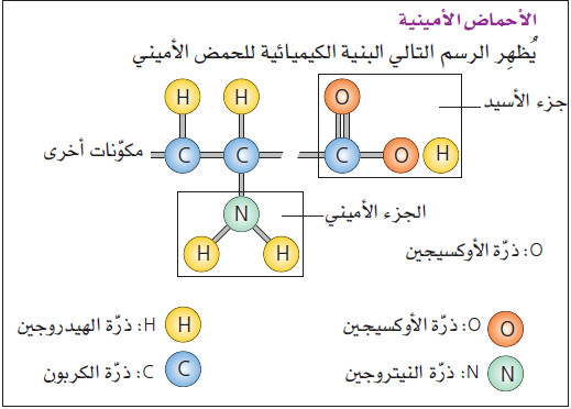 لماذا يحتاج الجسم إلى البروتينات؟