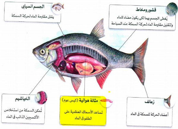 المثانة الهوائية تساعد الأسماك العظمية على الطفو والعوم في الماء