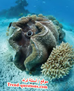 الاستجابة والتكيف عند الكائنات الحية