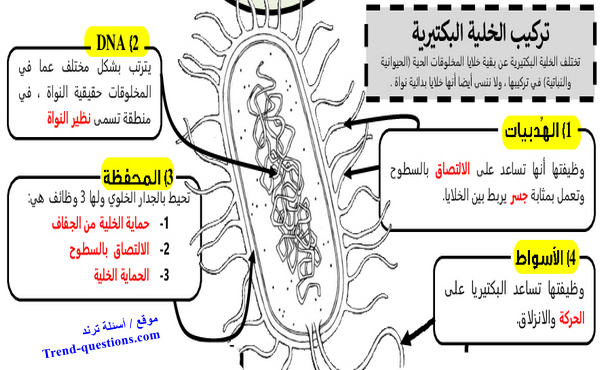 تركيب الخلية البكتيرية