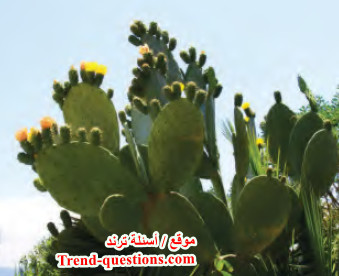 التنظيم والاتزان الجسمي عند الكائنات الحية