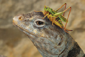 خصائص الحيوان