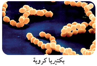 التعرف على بدائيات النوى Identifying Prokaryotes