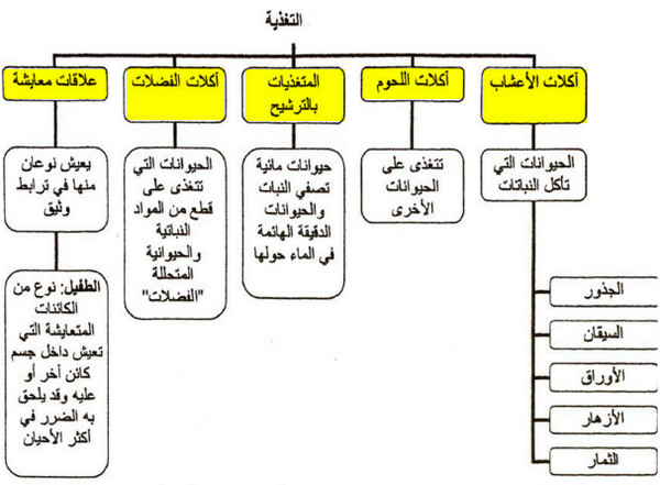 التغذية عند الحيوانات