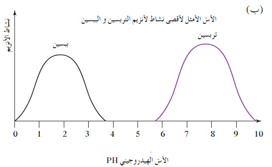 آلية عمل الانزيمات في التفاعلات الكيميائية داخل في أجسام الكائنات الحية
