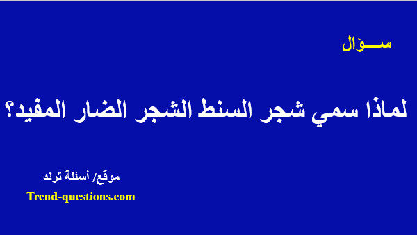 لماذا سمي شجر السنط الشجر الضار المفيد؟