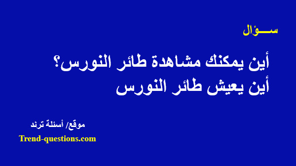 أين يمكنك مشاهدة طائر النورس؟