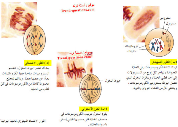ما هي مراحل وأطوار الانقسام الميتوزي؟